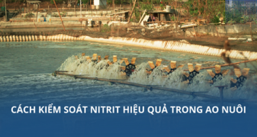 Cách kiểm soát nitrit trong ao nuôi hiệu quả